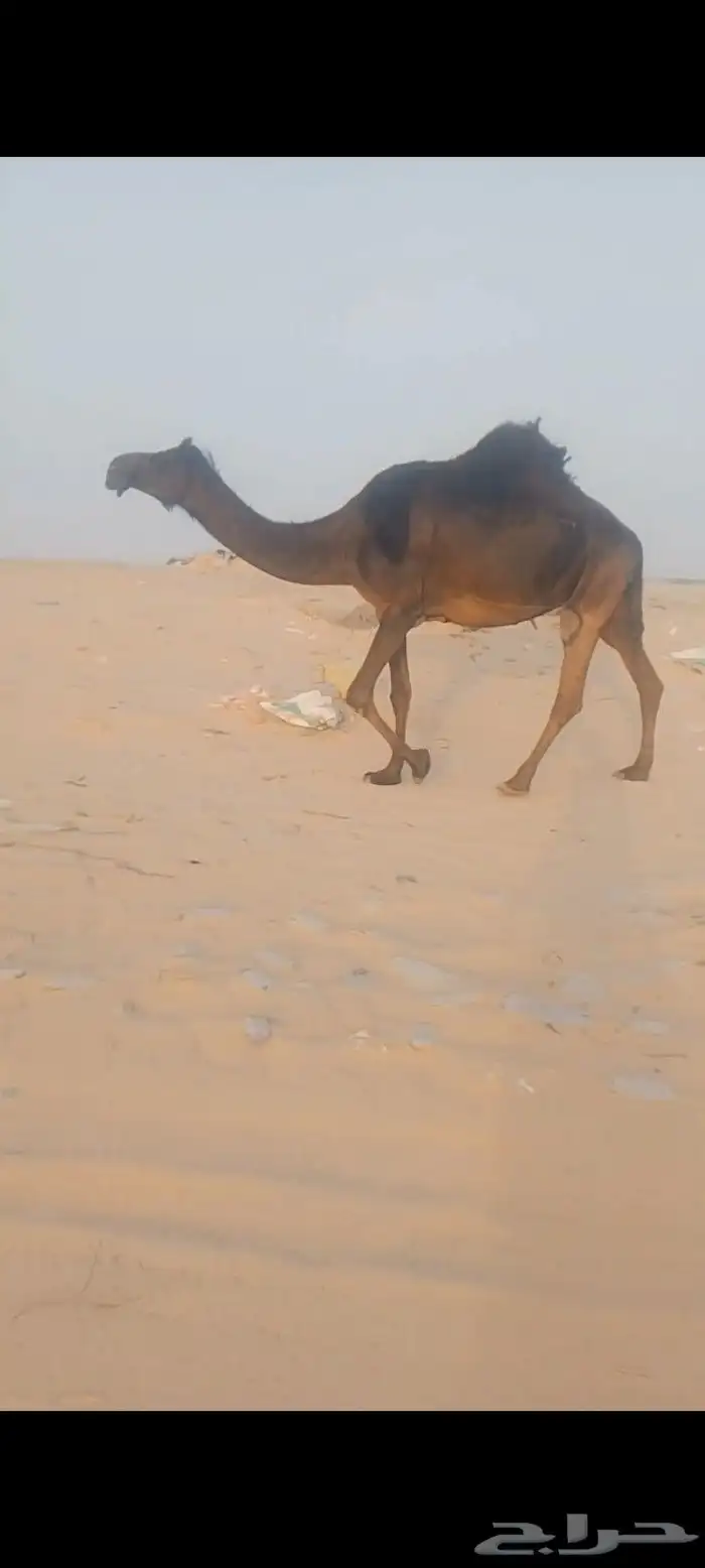 لقحه سلم العداريب لقحه في شهر 12انقليزي 1