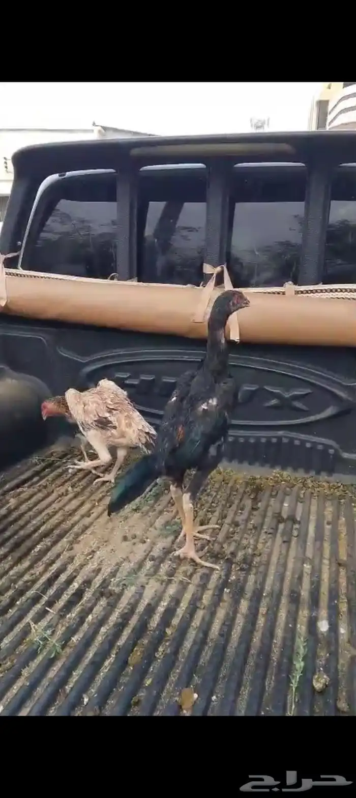 للبيع دجاج مشكل 9