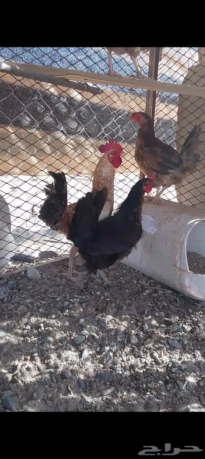 للبيع دجاج مشكل 5