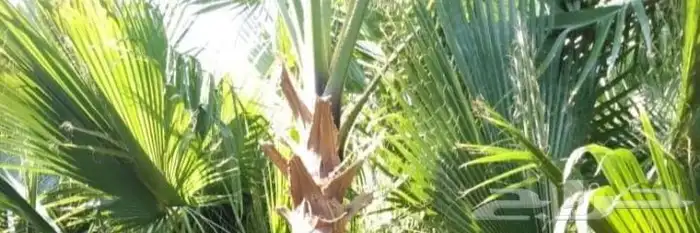 نخل واشنطن زينه أمريكي 2