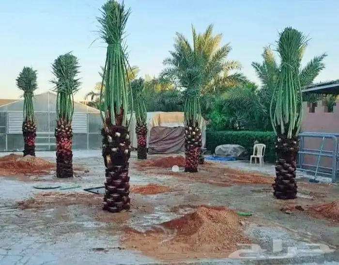 نخل مثمر للبيع منوع نقايل صقعي برحي سكري شيشي ونانه 5