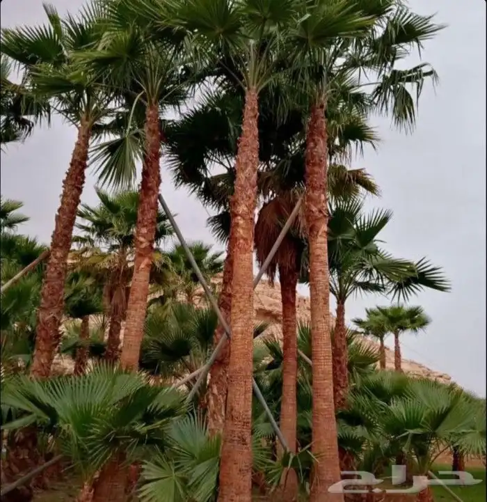 يوجد لدينا نخل واشنطني زينه امريكي بكل المقاسات وبسعار مناسب 8