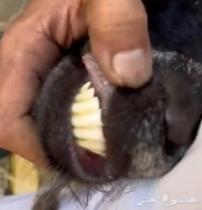عنزين 2