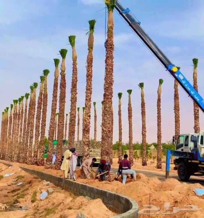 يوجد لدينا نخل واشنطني زينه امريكي بكل المقاسات وبسعار مناسب 7