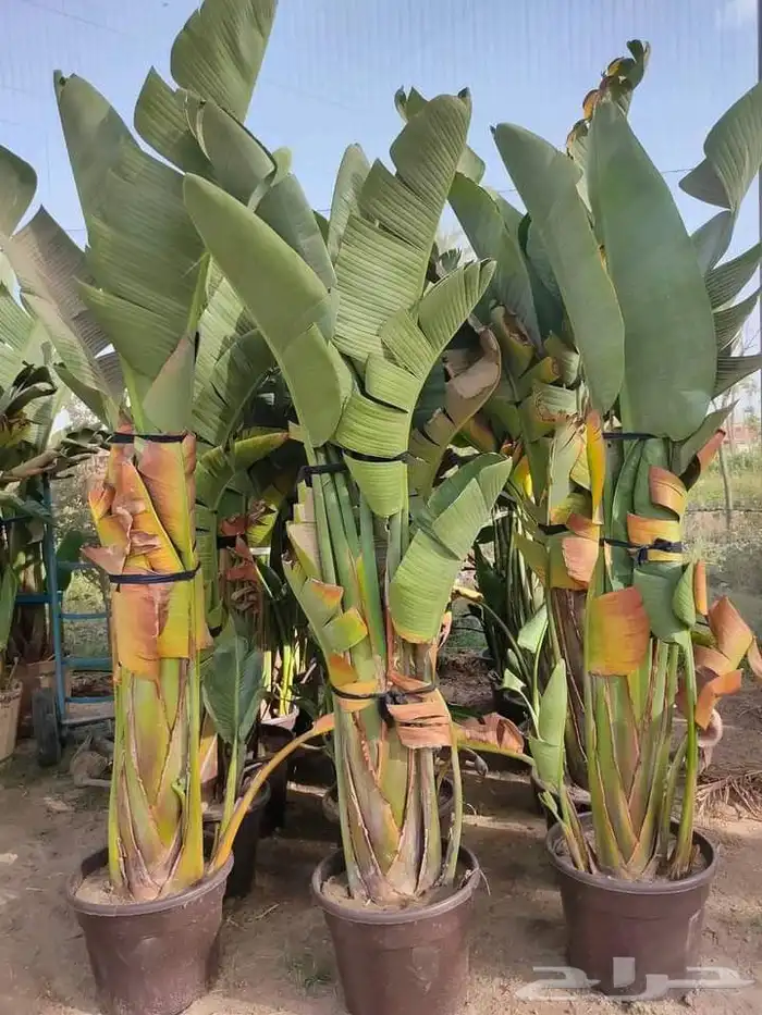 تنسيق حدائق 37