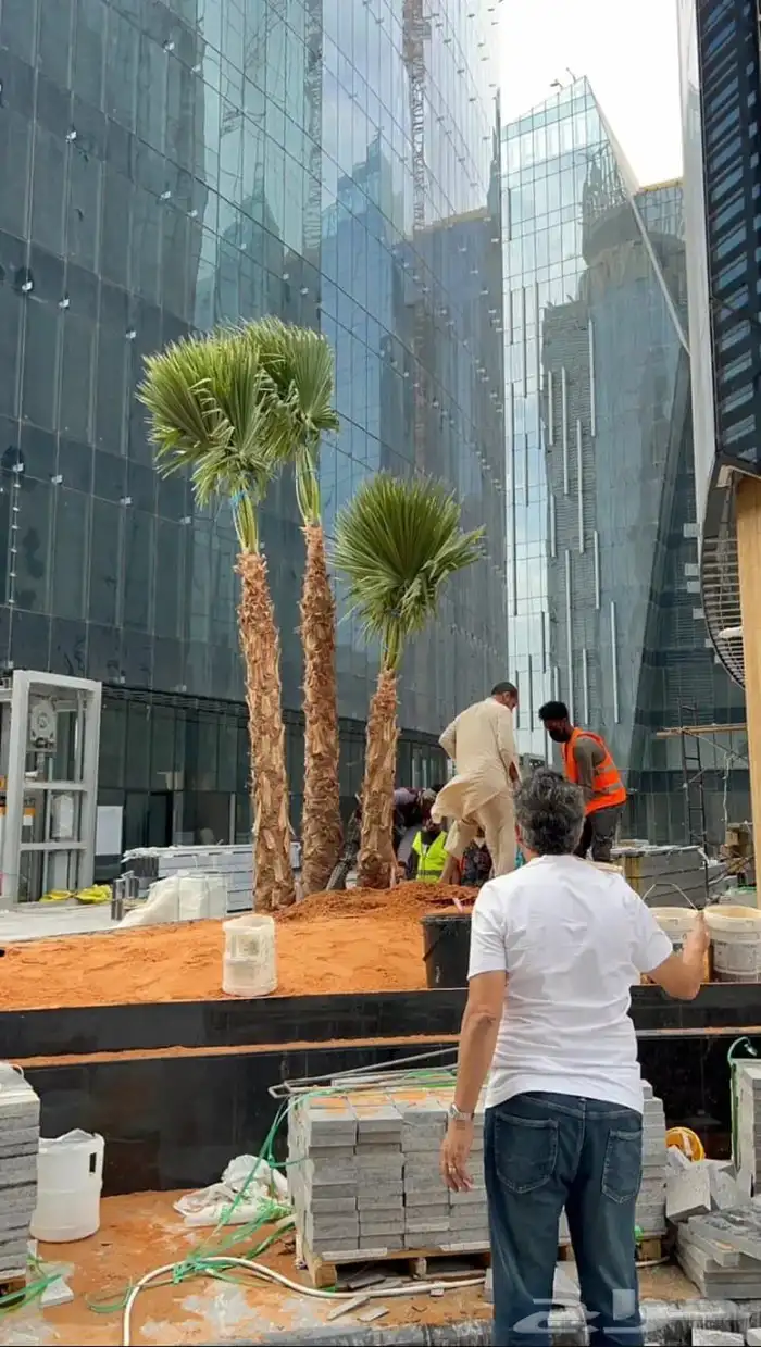 مقاول تنسيق حدائق مقاول تنضيف قصور مقاول نخل مقاول تزين ملحق 5