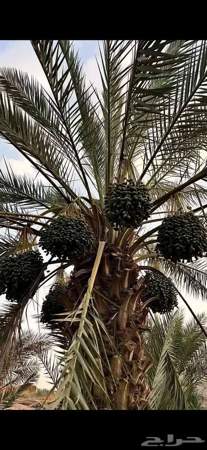 مقاول تنسيق حدائق مقاول تنضيف قصور مقاول نخل مقاول تزين ملحق 2