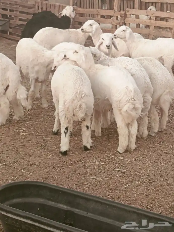 ذبايح حري ونجد 3