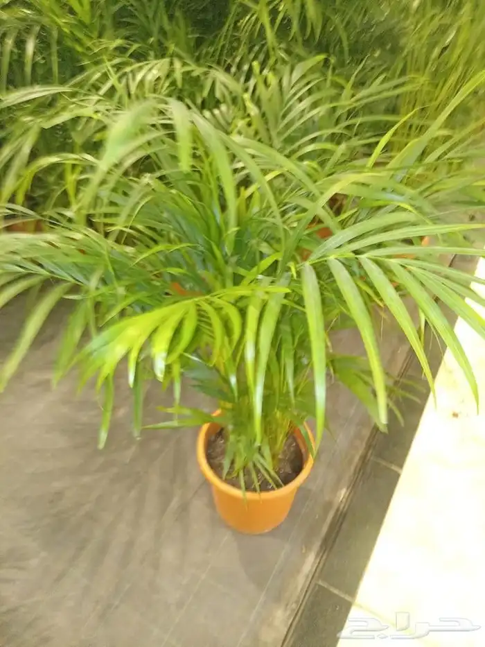تنسيق حدائق 32
