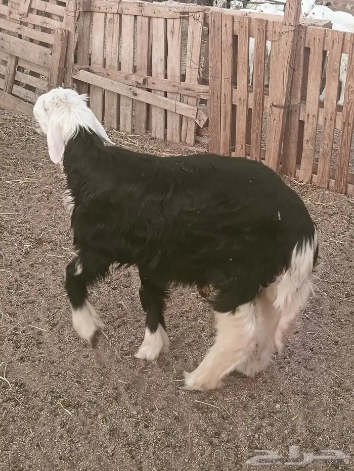 ذبايح حري ونجد 0