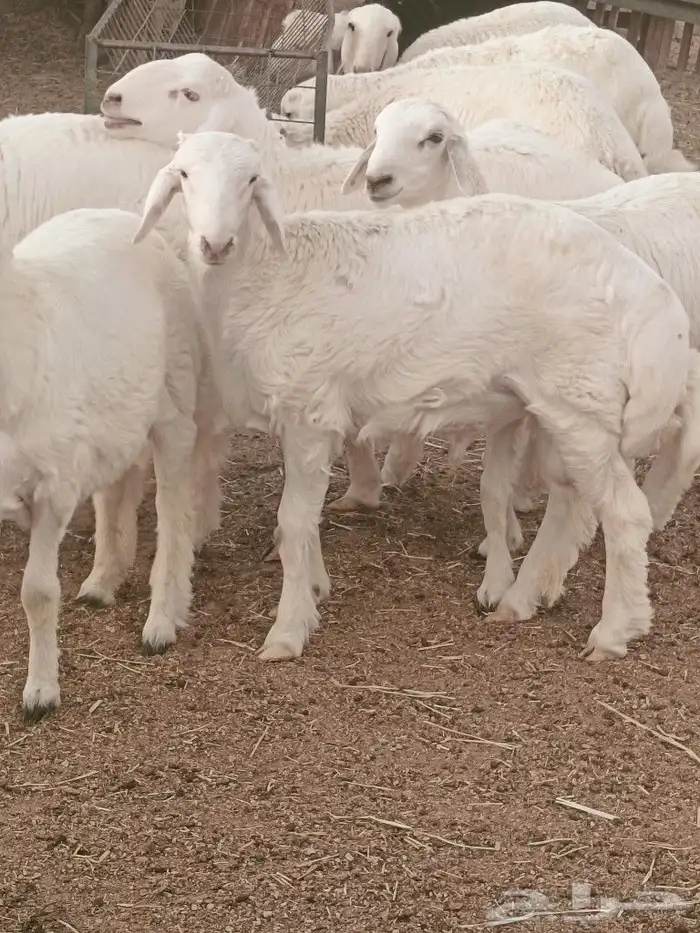 ذبايح حري ونجد 2