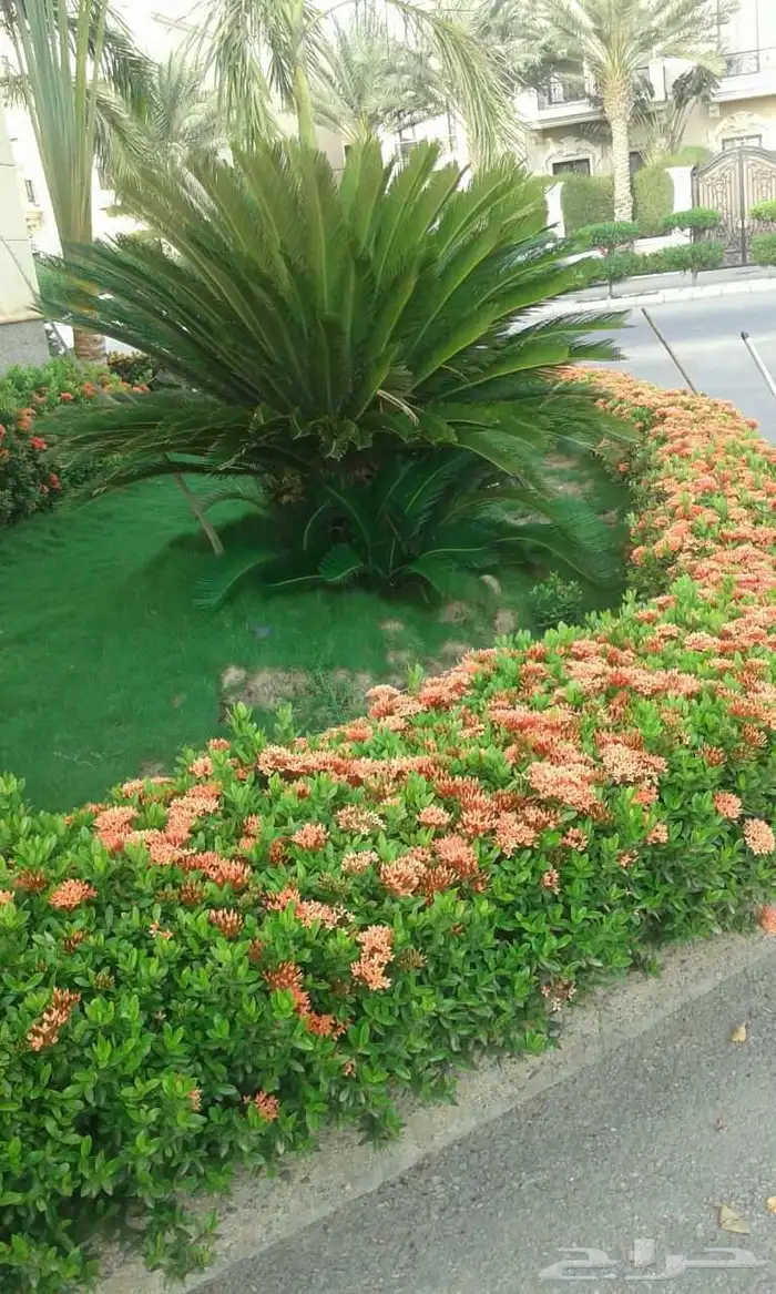 تنسيق حدائق 26