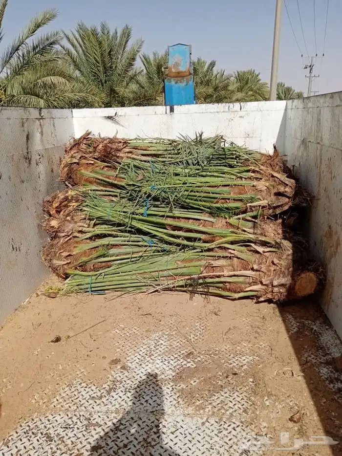 بيع نخل اخلاص سكري برحي منيفي سلج صقعي مجدول هلالي 6