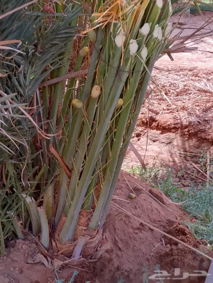 نخل. مثمر فاخر بسعار طيبه 8