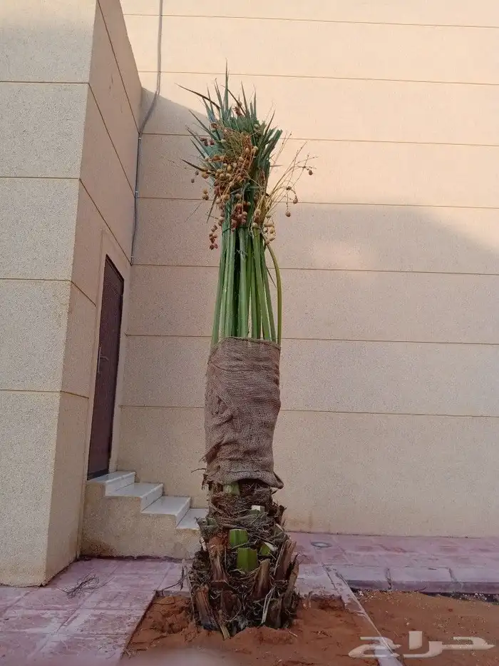 بيع نخل اخلاص سكري برحي منيفي سلج صقعي مجدول هلالي 8