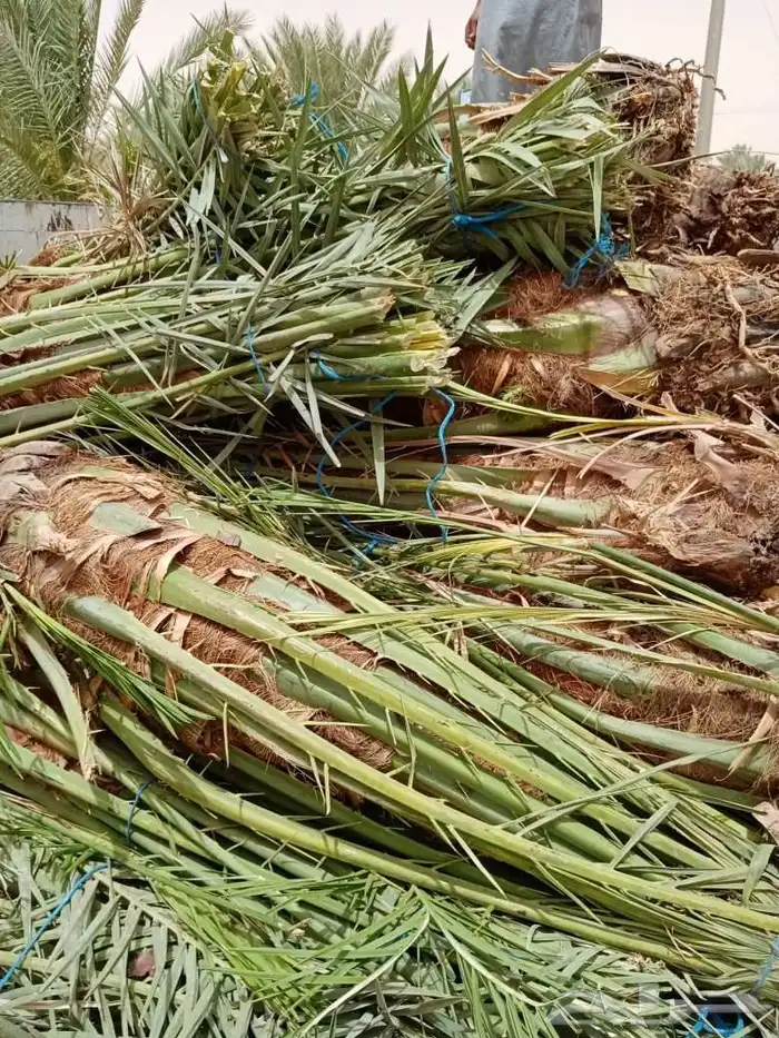 بيع نخل اخلاص سكري برحي منيفي سلج صقعي مجدول هلالي 5