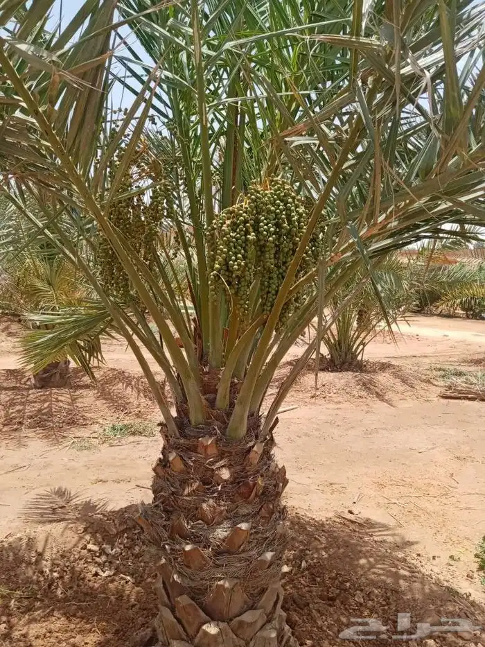 بيع نخل اخلاص سكري برحي منيفي سلج صقعي مجدول هلالي 0