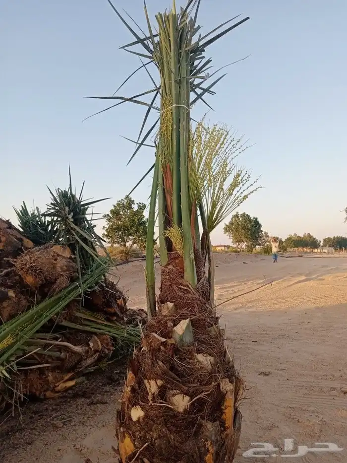 بيع نخل اخلاص سكري برحي منيفي سلج صقعي مجدول هلالي 1
