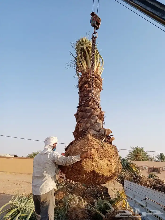 بيع نخل اخلاص سكري برحي منيفي سلج صقعي مجدول هلالي 2