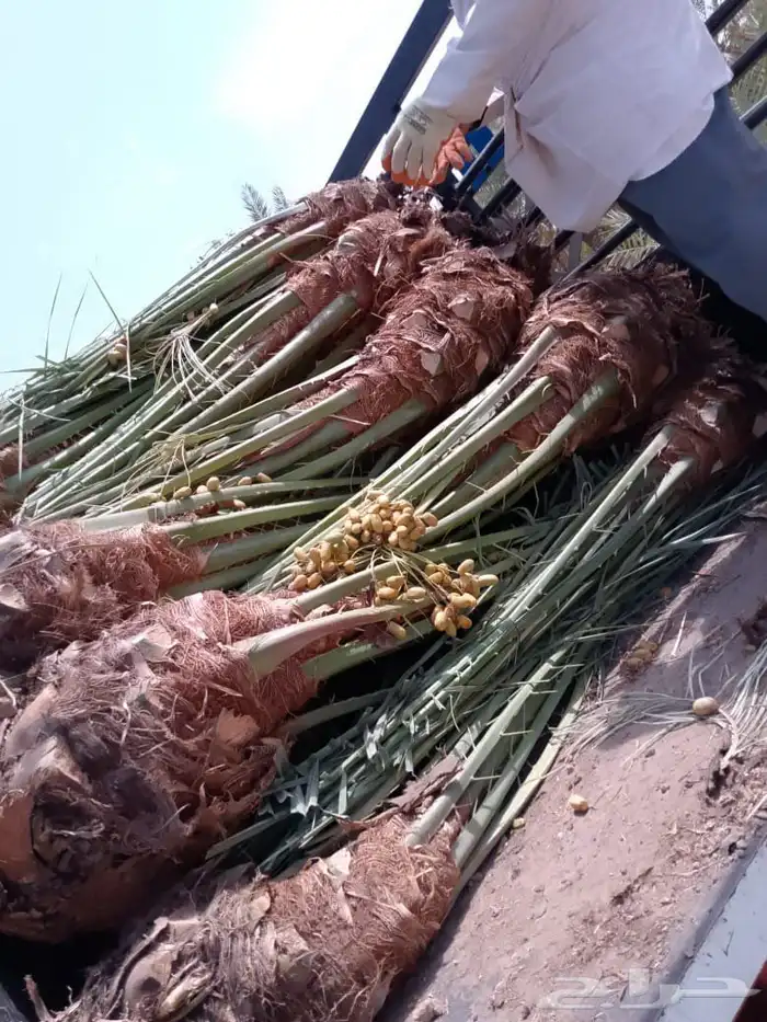 نخل. مثمر فاخر بسعار طيبه 7