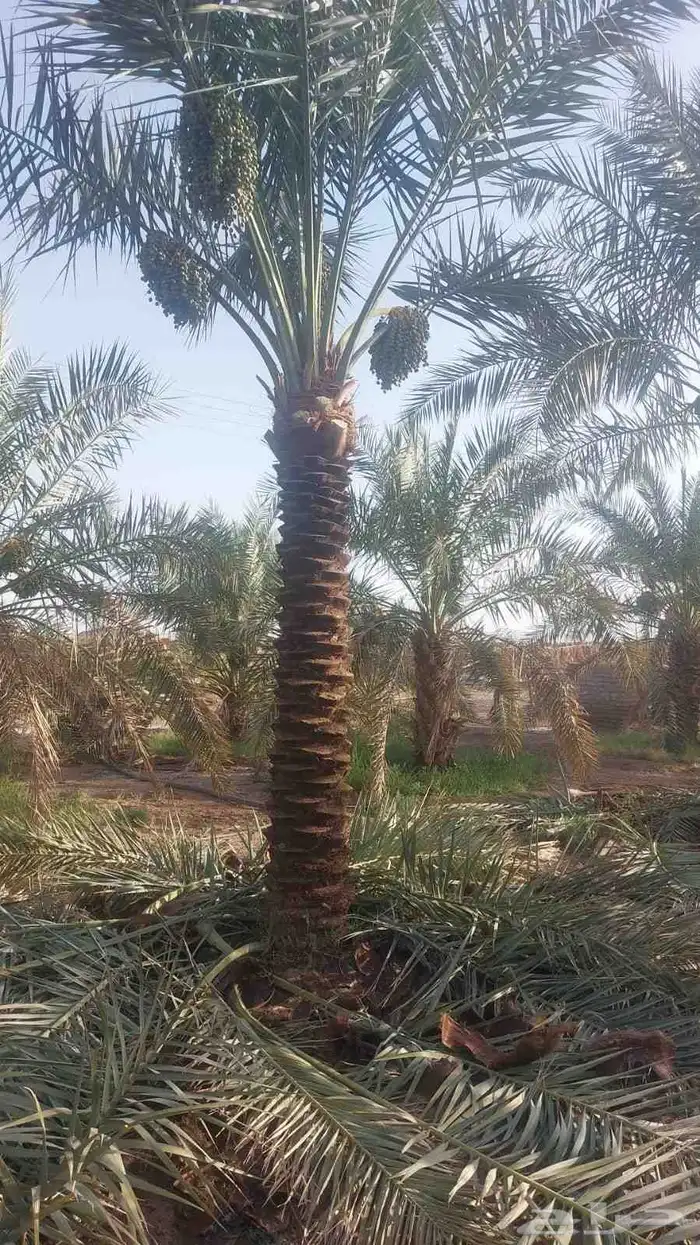 نخيل عربي للبيع جميع الانواع والمقاسات وصل مزروع 6