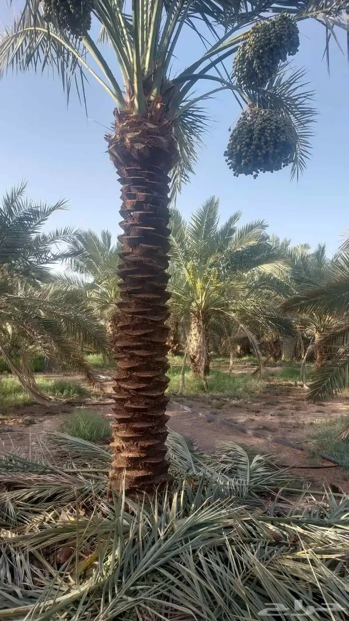 نخيل عربي للبيع جميع الانواع والمقاسات وصل مزروع 8