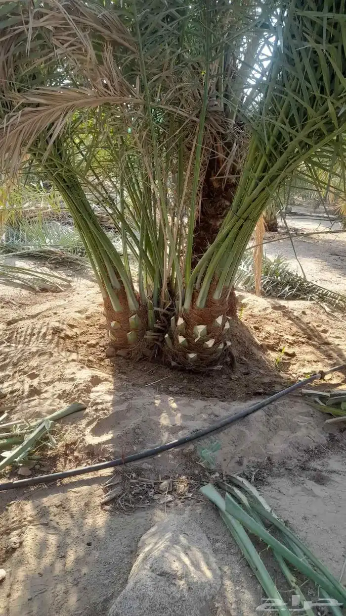 نخيل للبيع بجميع أنواعه ومقاساته 2