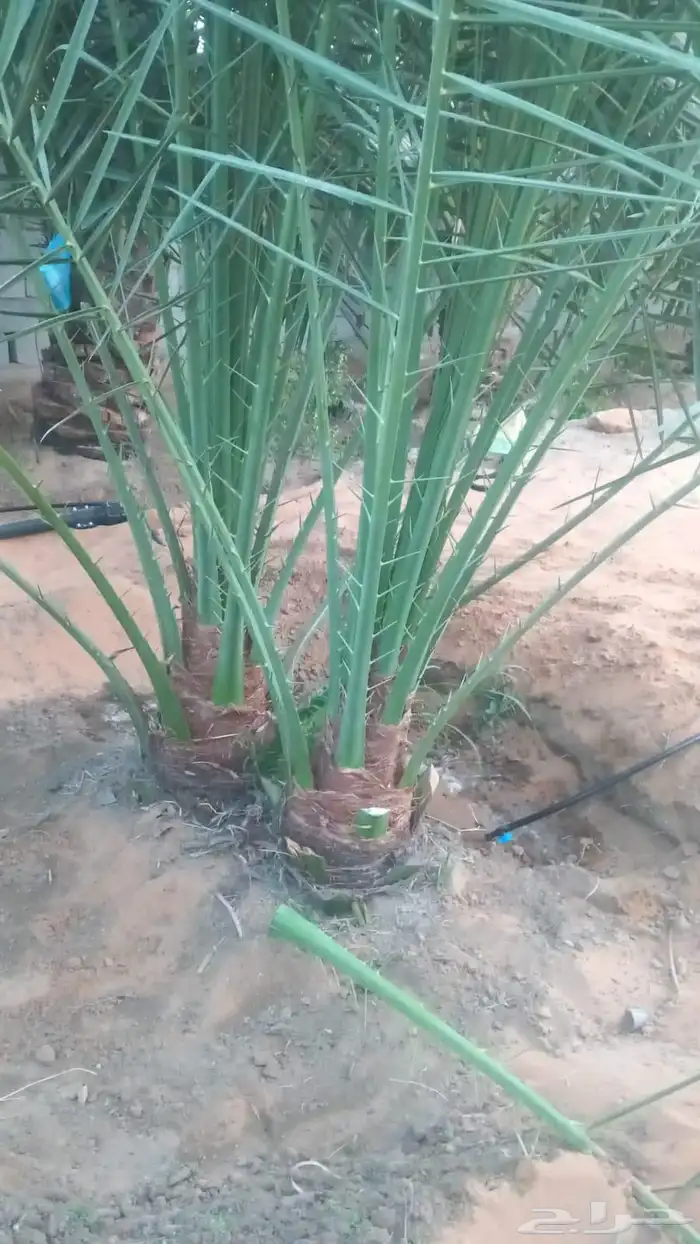 نخل للبيع جميع انواع النخيل 6