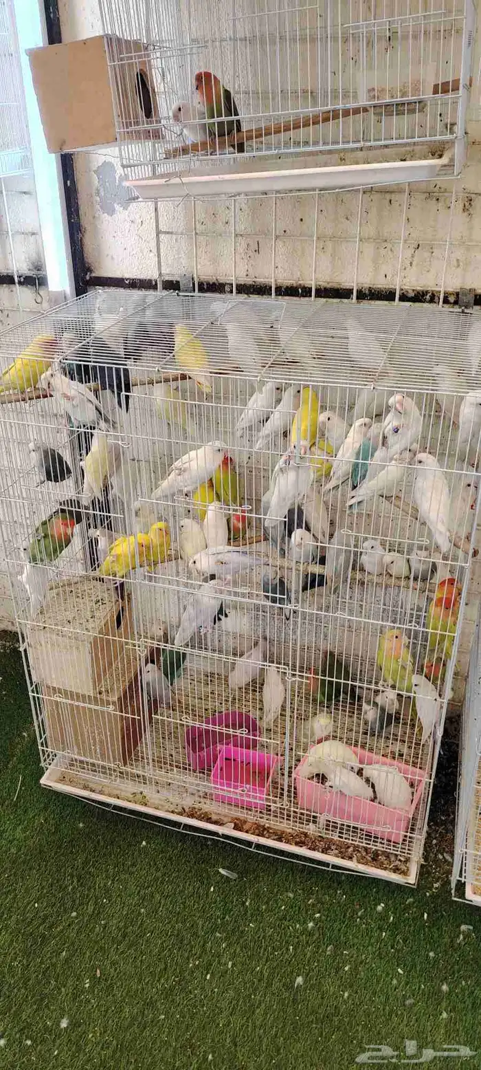 اجواز روز جمله 0