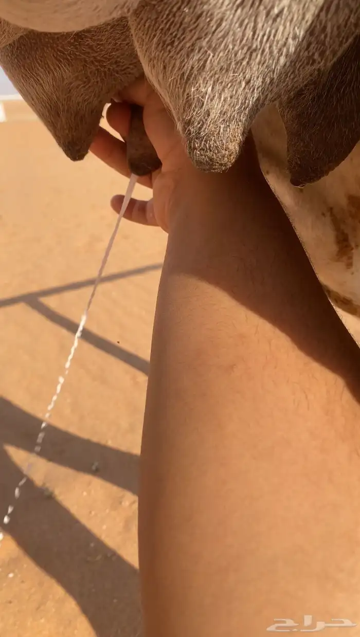 للبيع وضحاء خلوج الان 3