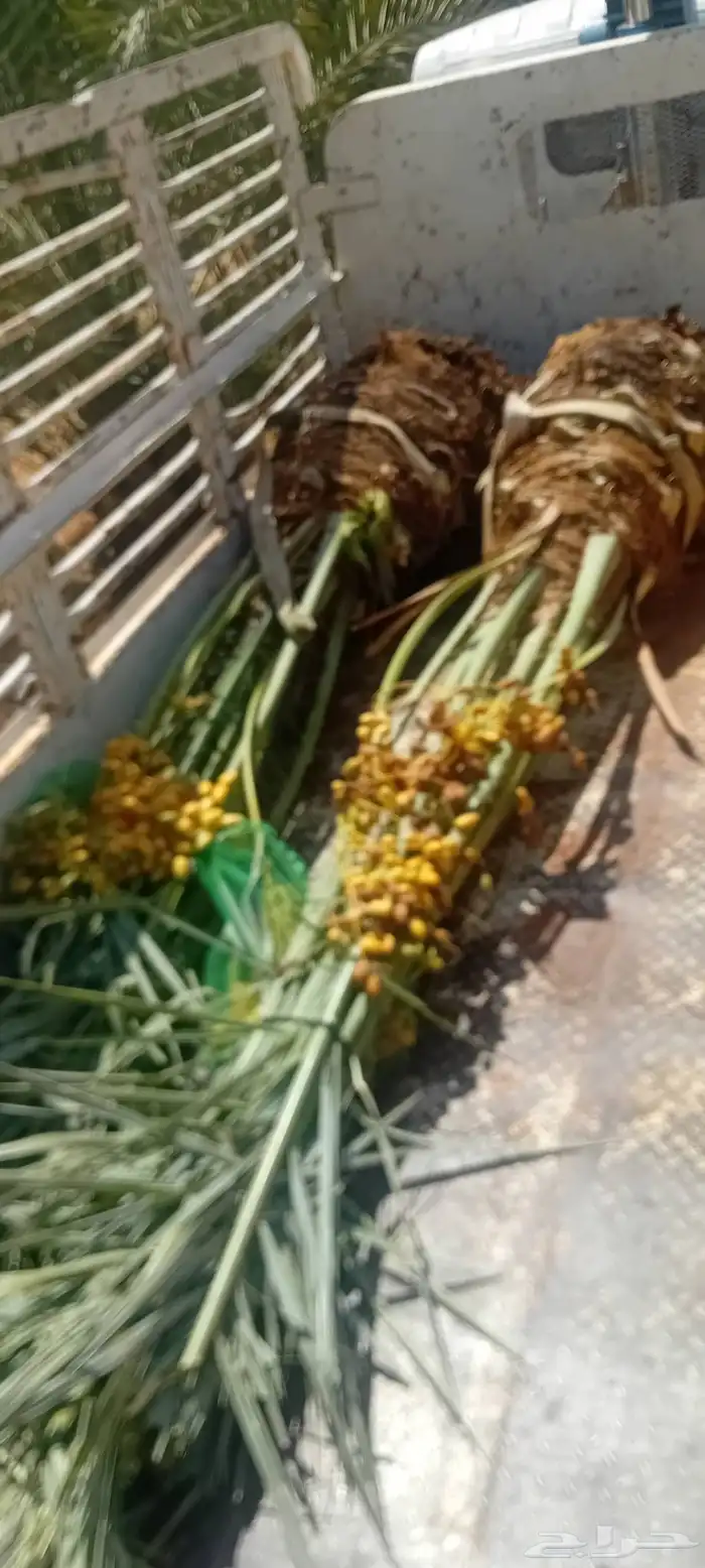 نخيل للبيع 0