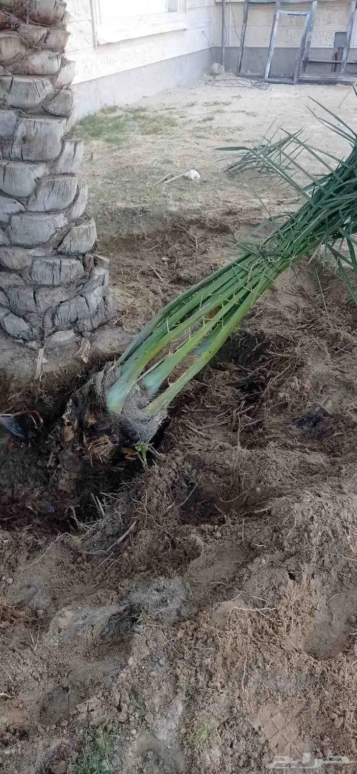 نخل للبيع جميع انواع النخيل 7