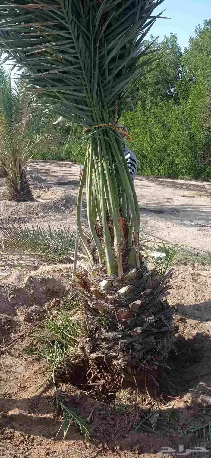 نخل للبيع جميع انواع النخيل 3