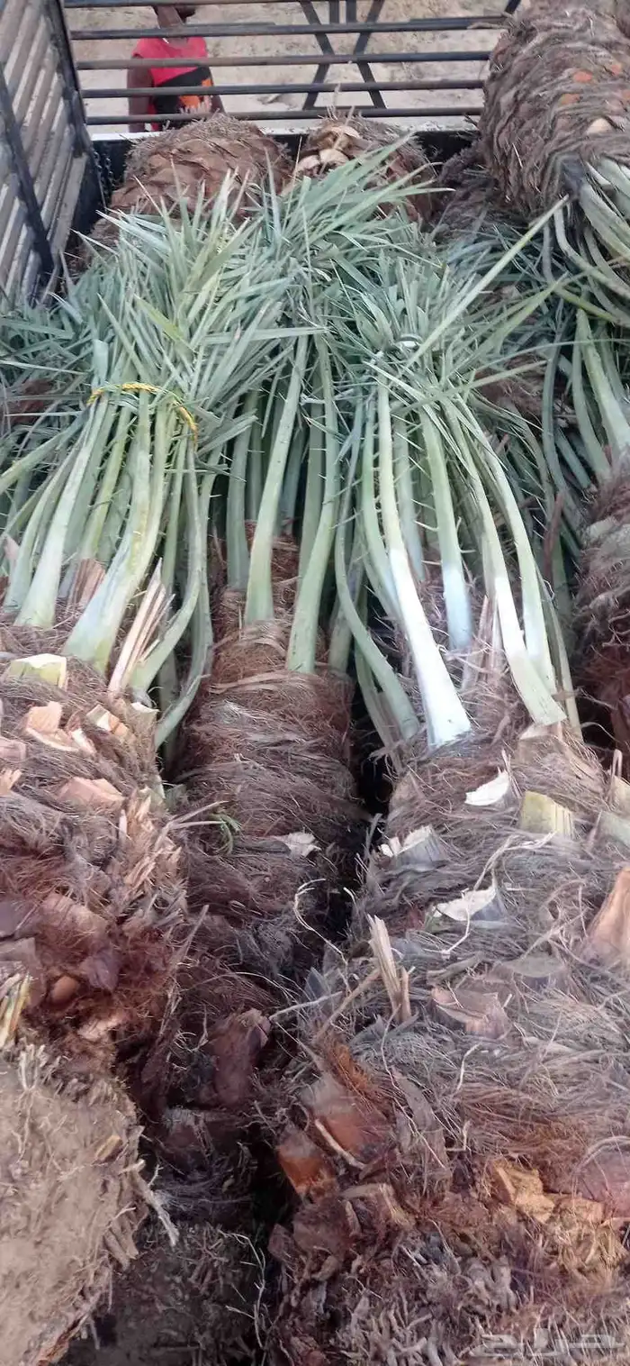 نخل للبيع جميع انواع النخيل 1