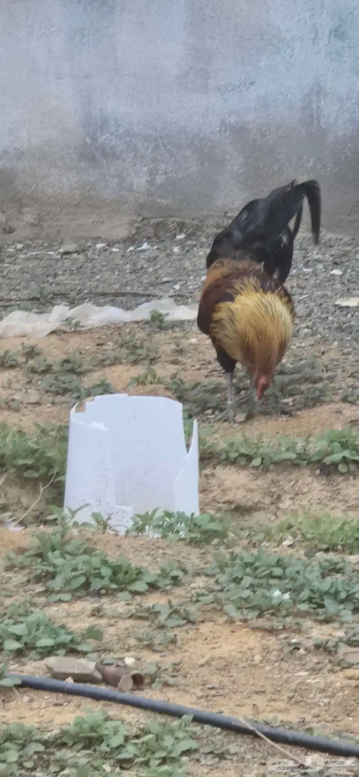 أربعة ديوك للبيع 2