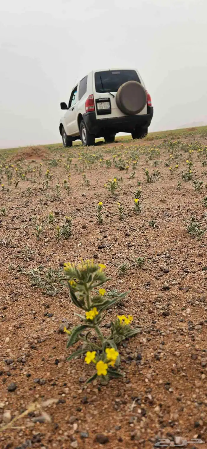 ربع باجيرو ممشى 99 ألف قابل للزيادة 32