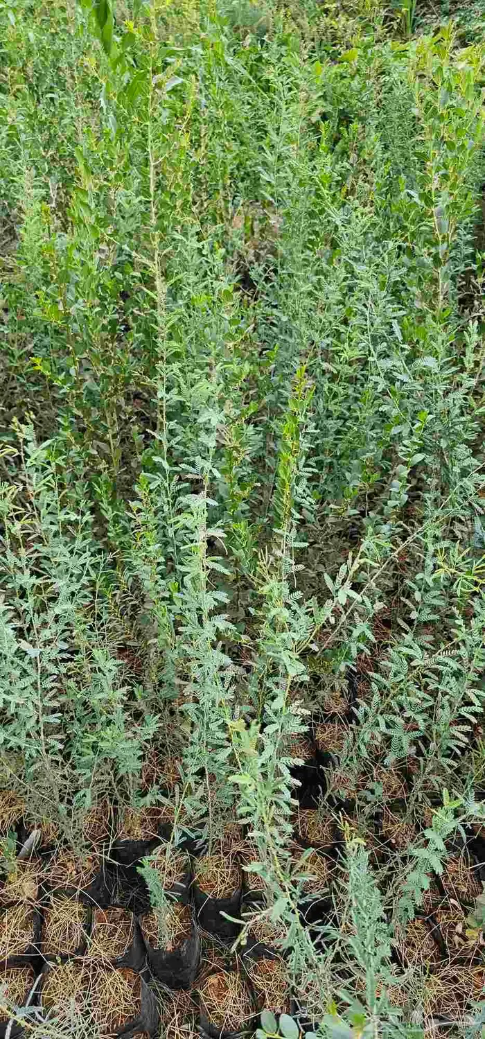 شتلات بطول 90سم الى متر ونصف 0
