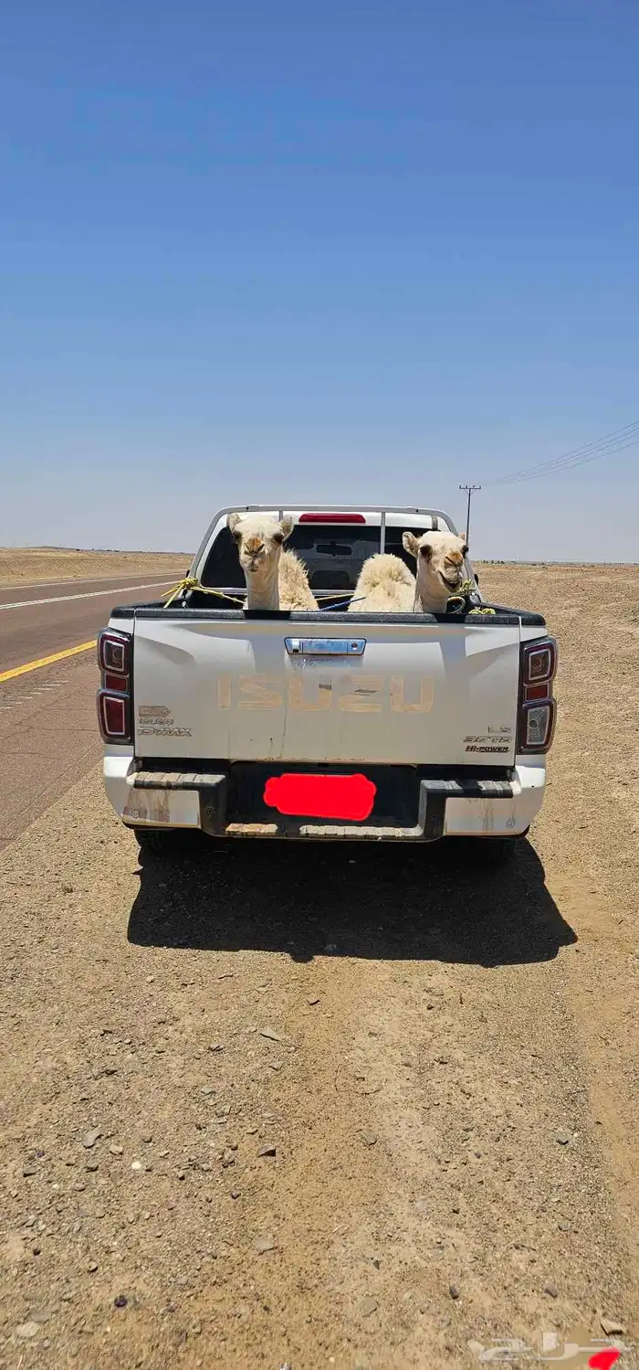 توصيل حلال 0