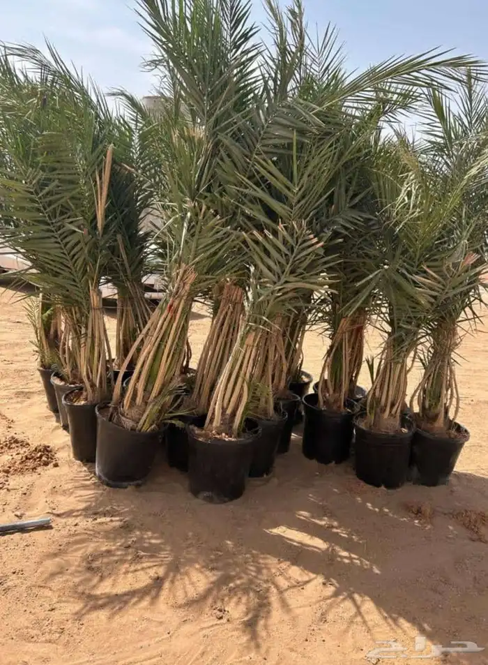يوجد لدينا جميع انواع النخيل وتركيب الشبوك مصداقية في الوعد 1