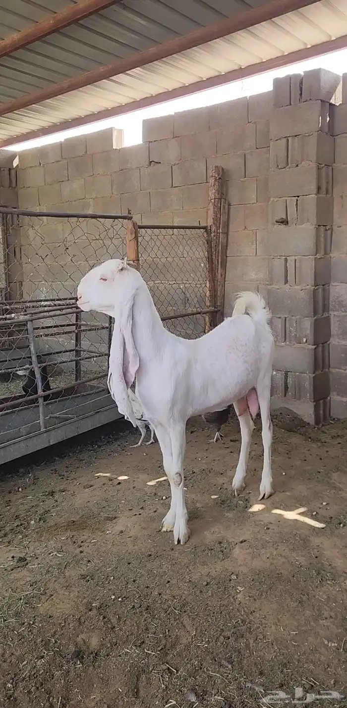 عنز مطورة بيضاء برصا طيبة 2