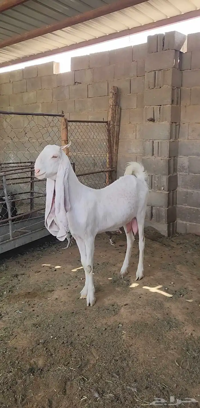 عنز مطورة بيضاء برصا طيبة 0