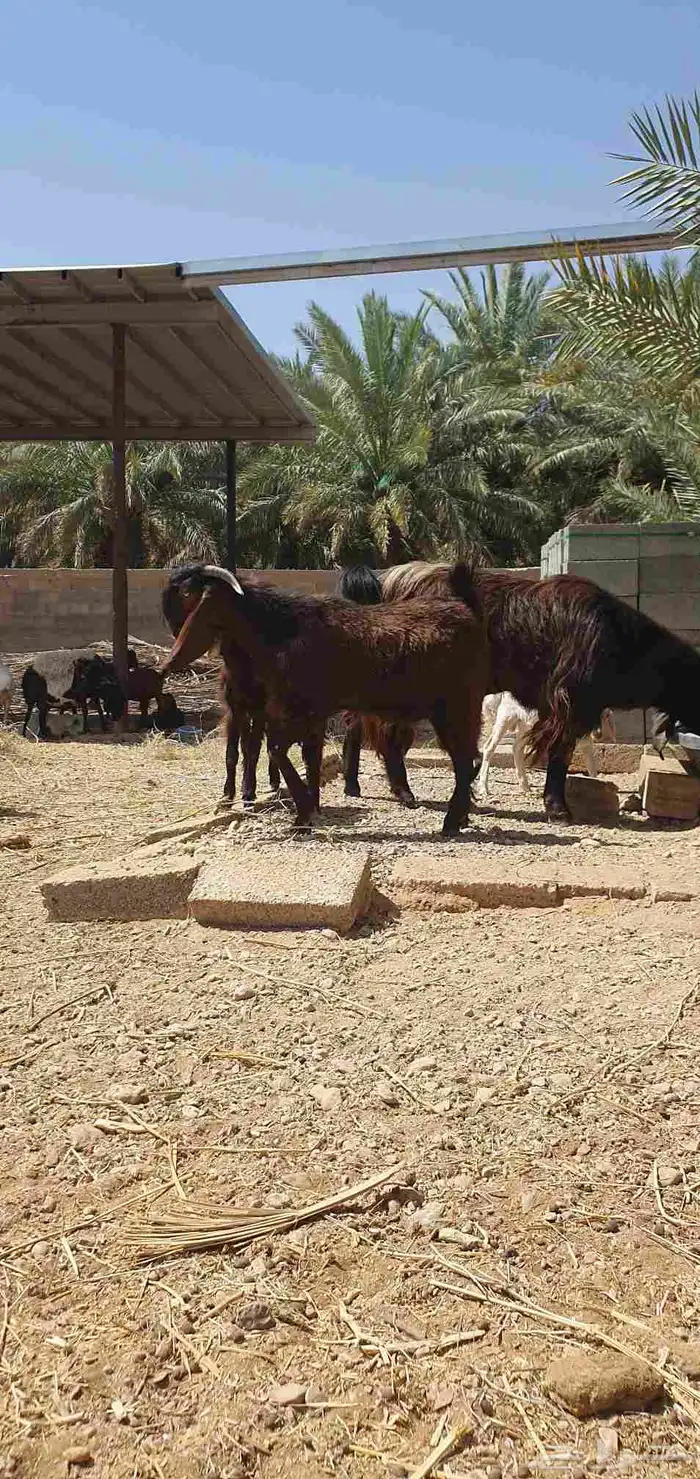 تيس قبرصي اصل 12