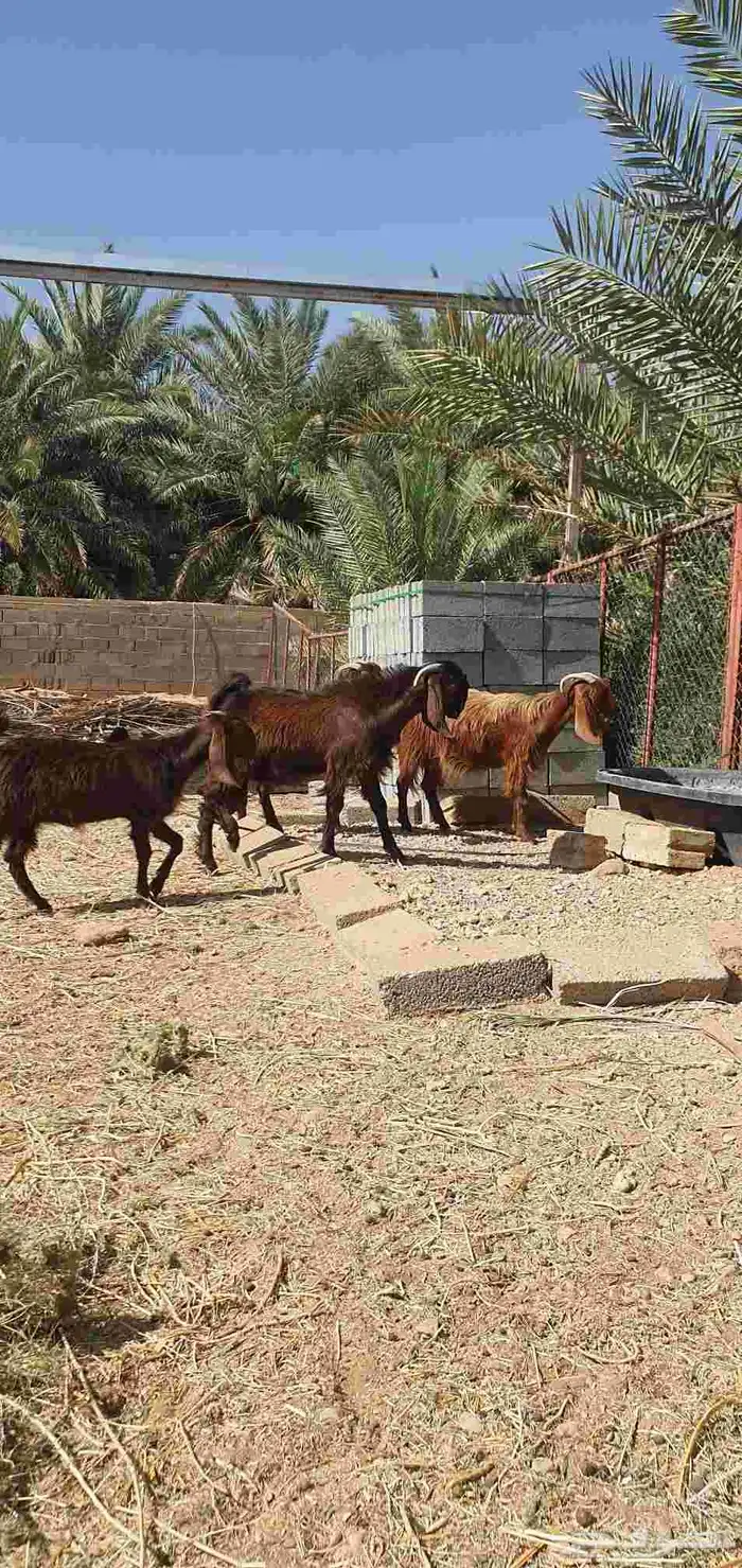 تيس قبرصي اصل 11