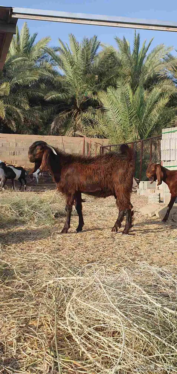تيس قبرصي اصل 2