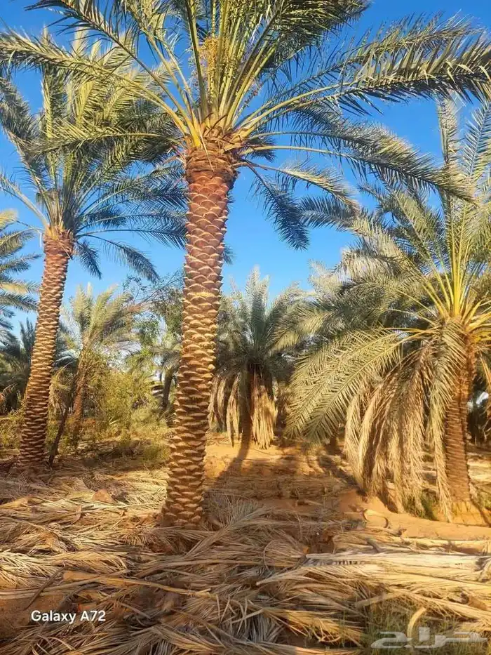 مقاول تنسيق حدائق مقاول تنضيف قصور مقاول نخل مقاول تزين ملحق 0