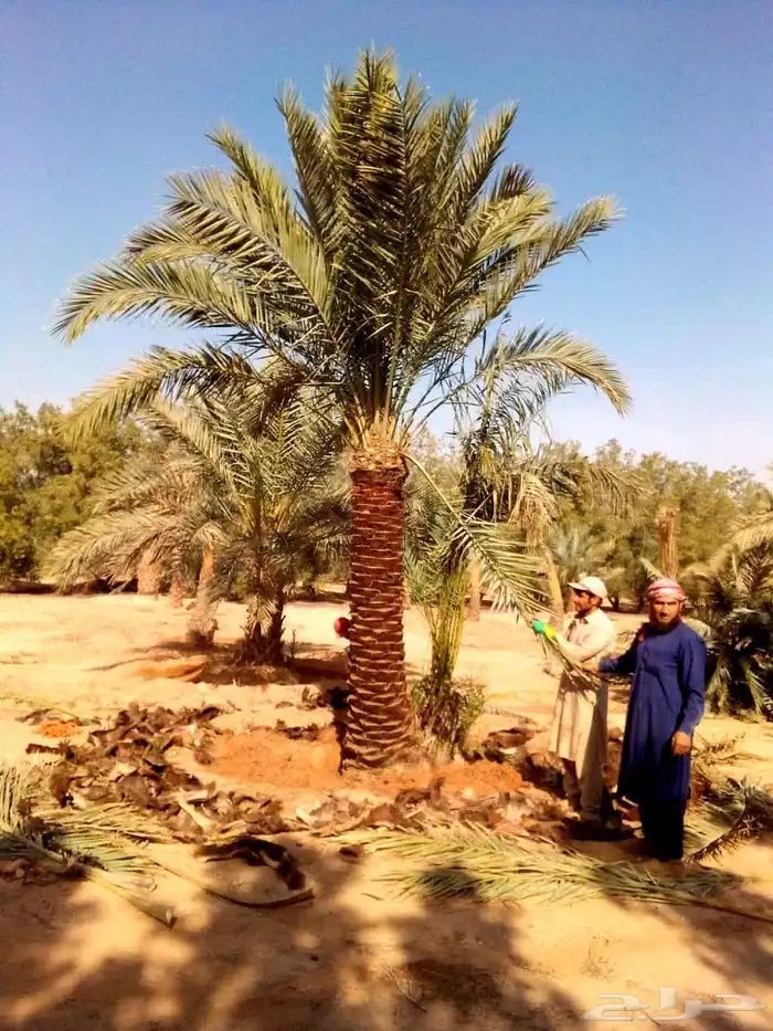 نخل واشنطني نخيل مثمر للبيع اخلاص صقعي هلالي مجدول سلج غر 0