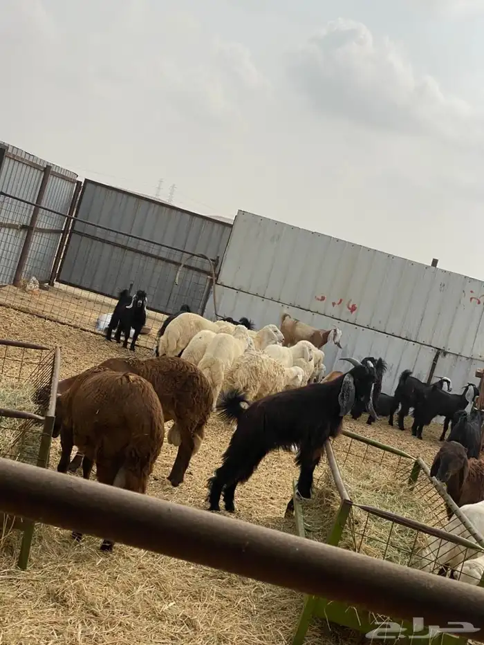 ذبايح ثلاجات وضيوف شامل تقطيع وتوصيل 6