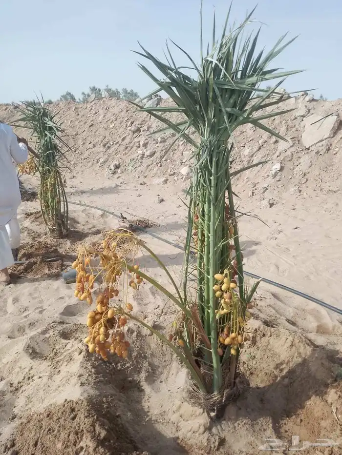 يوجد لدينا جميع انواع النخيل وتركيب الشبوك مصداقية في الوعد 5