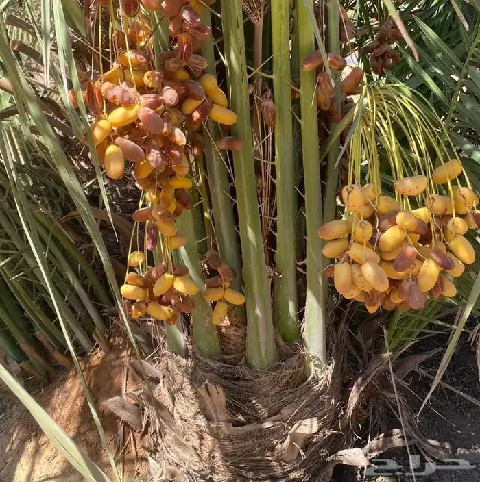 يوجد لدينا جميع انواع النخيل العربي والواشنطن تكريب النخيل 6