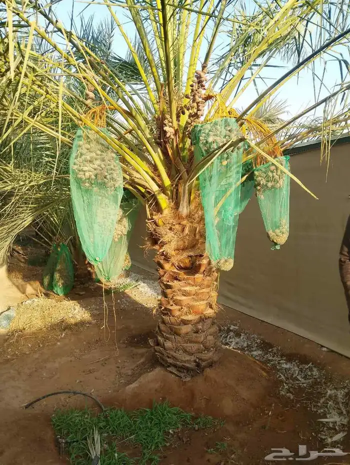 نقايل وفسايل نخيل مثمره للبيع وتوصيل وغرس 2